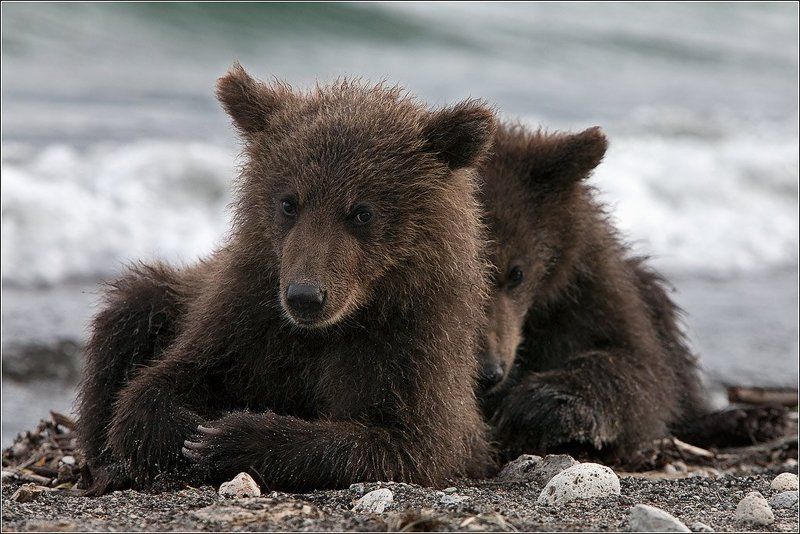 Старшийphoto preview