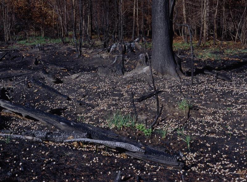 желуди.пожар.горелый, лес. Желуди.photo preview