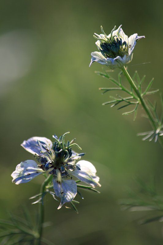 Серенадаphoto preview