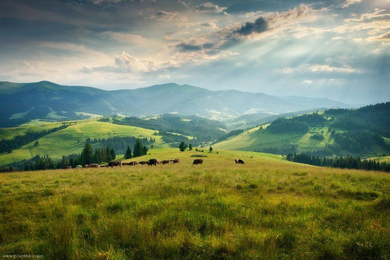 карпаты, горы, склоны, лучи, вечер, луг, пилипец Пилипецкие лугаphoto preview