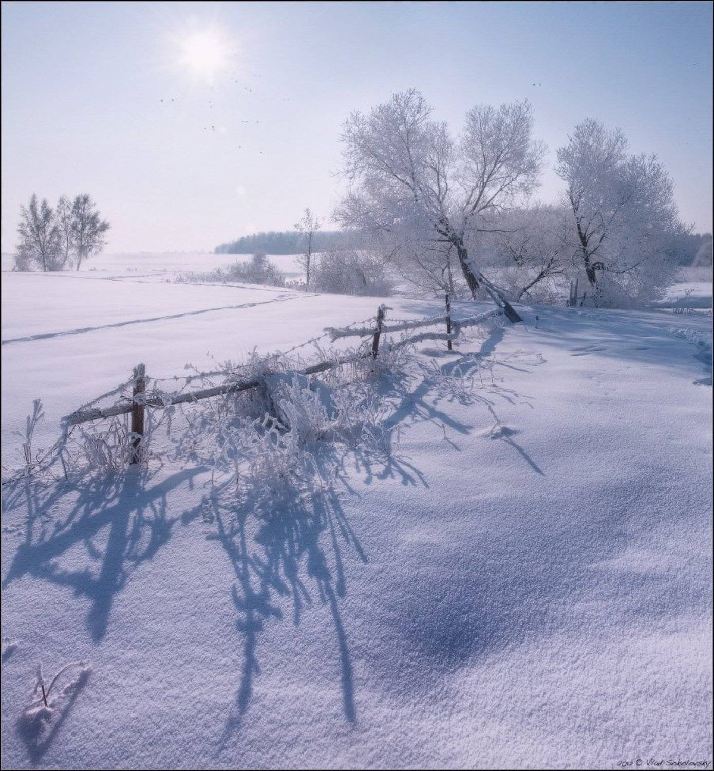 полдень, солнце, тени, утки, иней, снег, зимние, мухи, контровой, свет, Влад Соколовский
