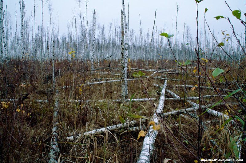 болото, тверь, топь, деревья, трава, осень Конаковский Мох. Болота Тверской области.photo preview