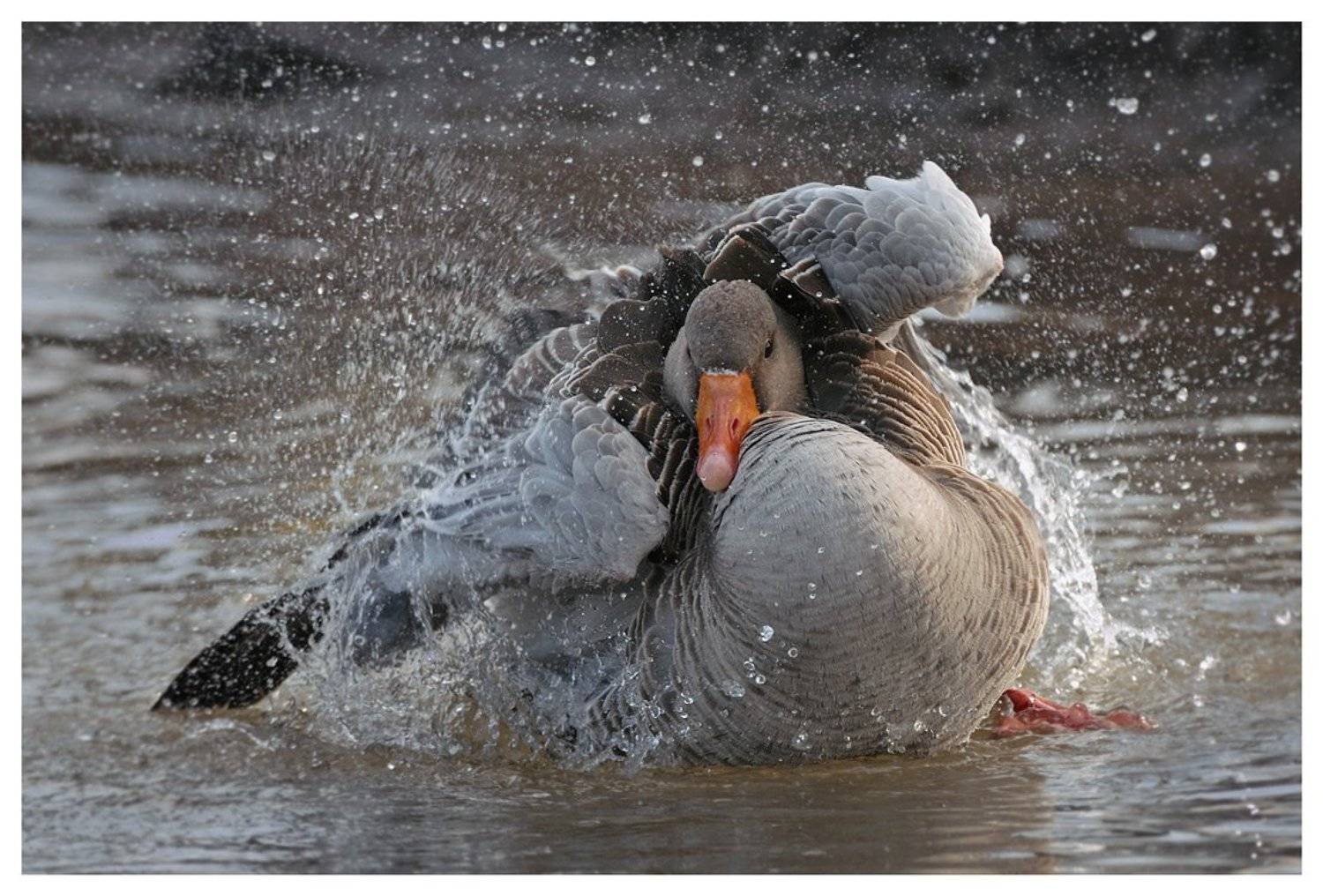 серый гусь, anser anser, весна, нидерланды, Наталья Паклина
