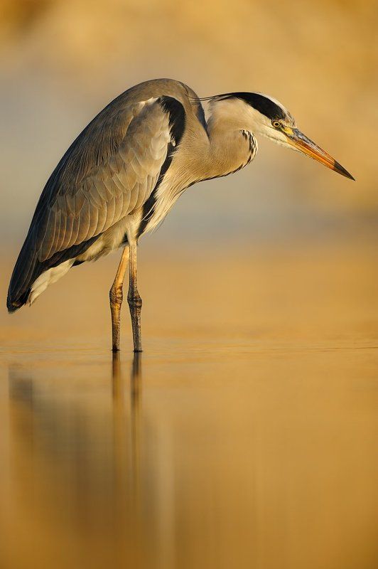вечерняя цапляphoto preview