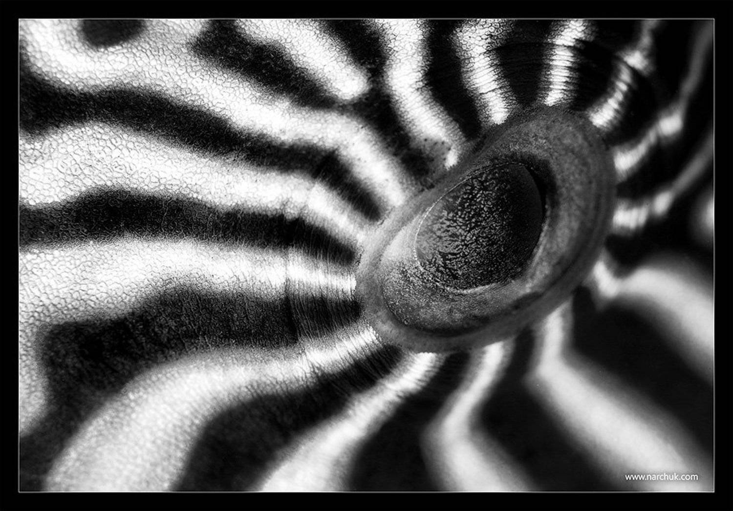 , Нарчук Андрей