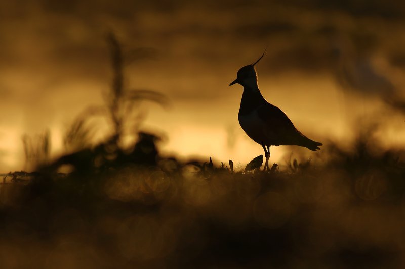 Czajka (Vanellus vanellus) фото превью