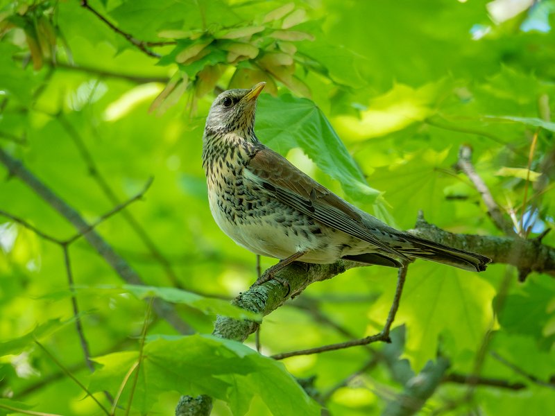 Дроздыphoto preview