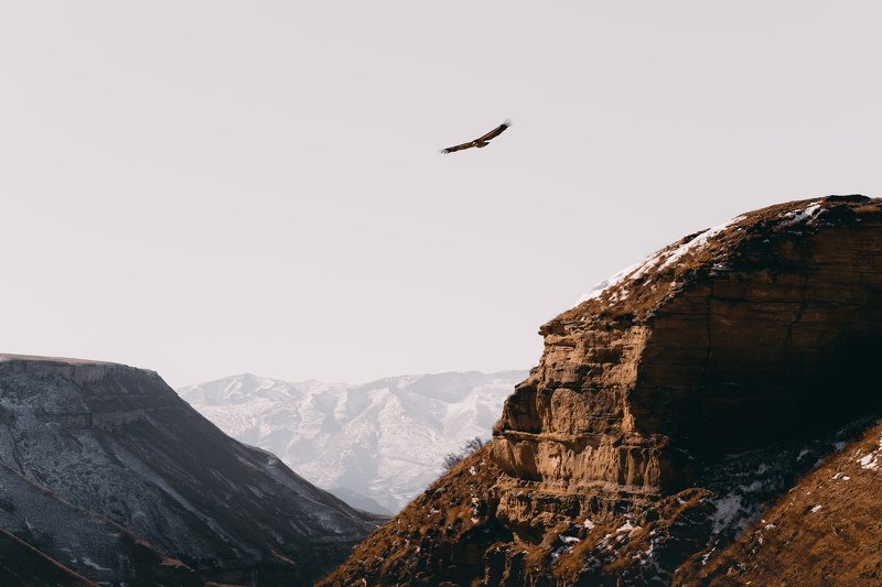 орелphoto preview