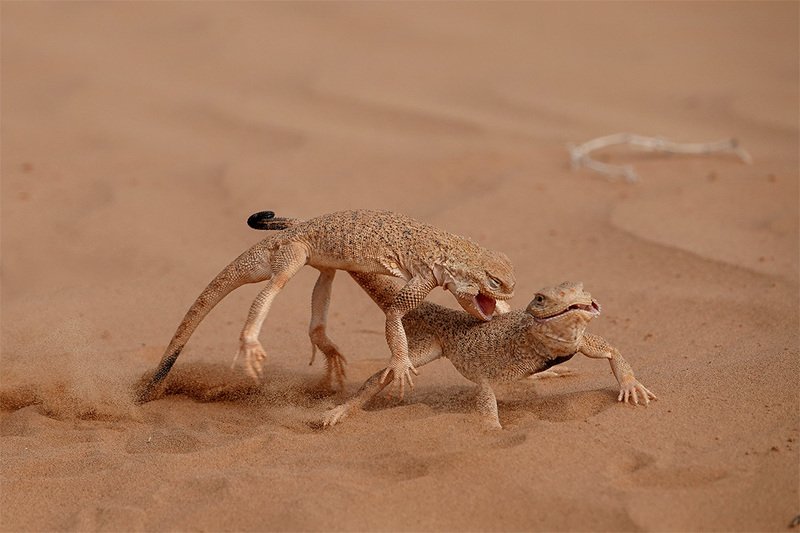 Территориальный конфликтphoto preview