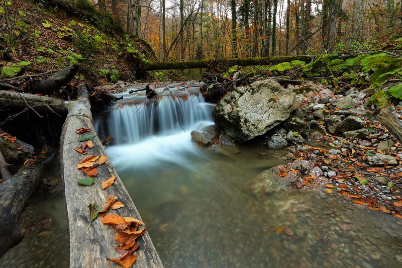 Ноябрьский лесphoto preview