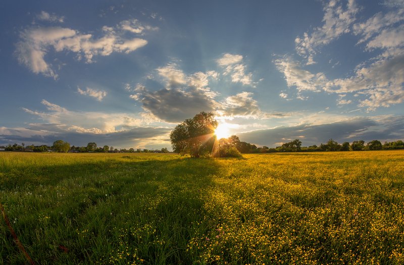 пейзаж,природа,весна,закат,рассвет,небо,цветы,солнце,поляна,луг,свет желтая полянаphoto preview