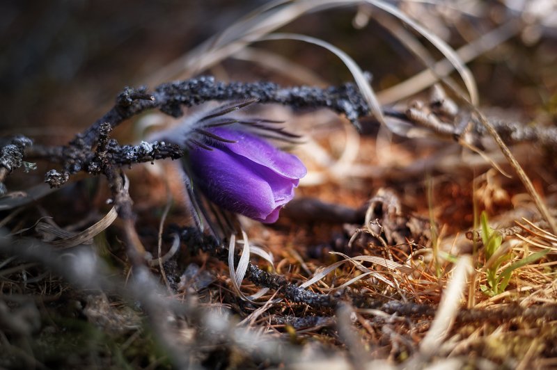 макро, цветы, цветок, природа Рассвет жизниphoto preview