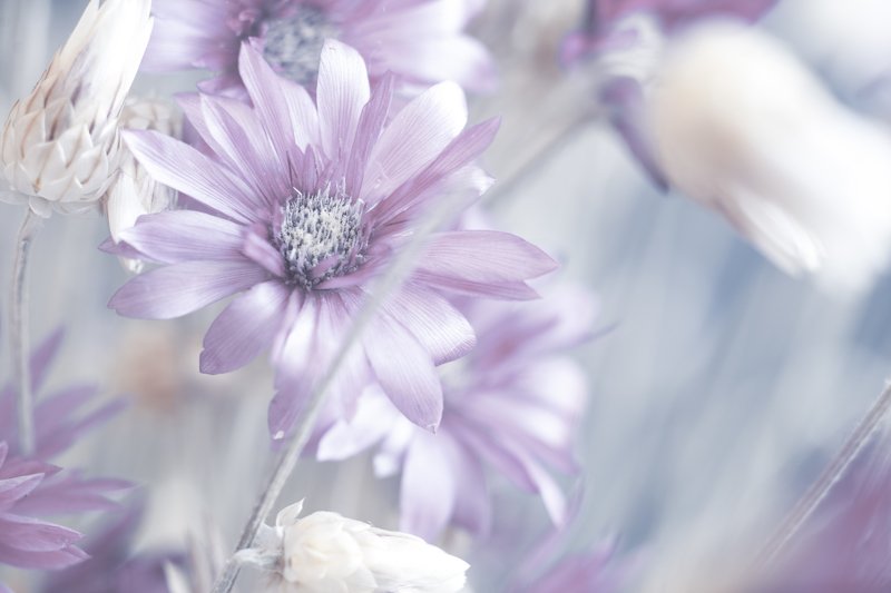 макро цветы В воздушном стиле фото превью