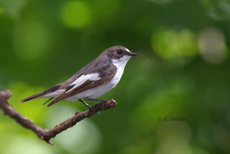 birds,european pied flycatcher,ficedula hypoleuca,мухоловка,мухоловка-пеструшка,птица,птицы,фотоохота Мухоловка-пеструшкаphoto preview