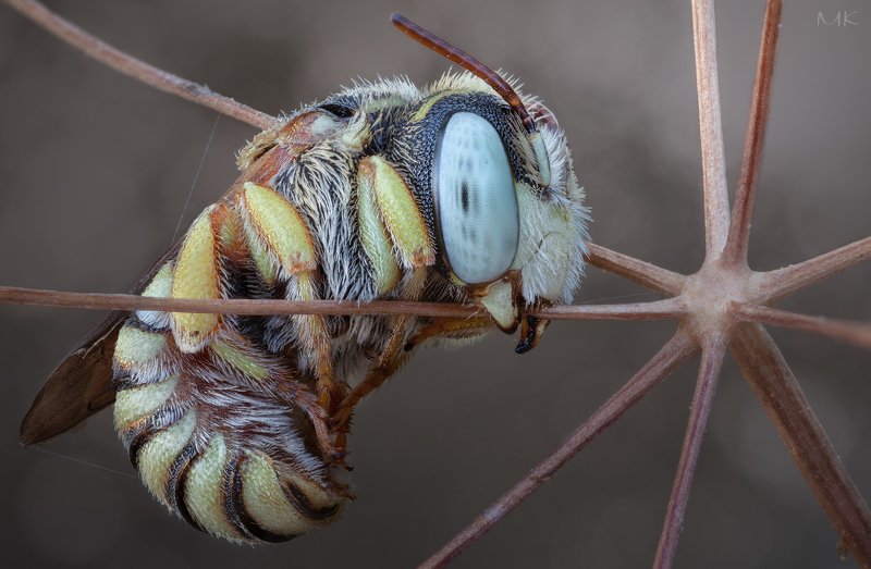 Кроха.photo preview