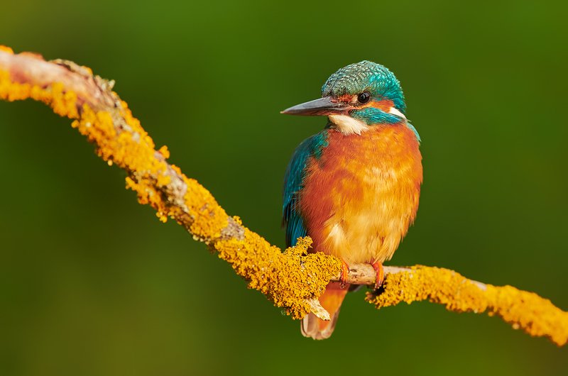 bird, birds, animal, animals, wildlife, kingfisher, Kingfisherphoto preview