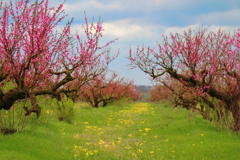 сады,персики,весна,розовый,пейзаж, В розовых облаках....photo preview