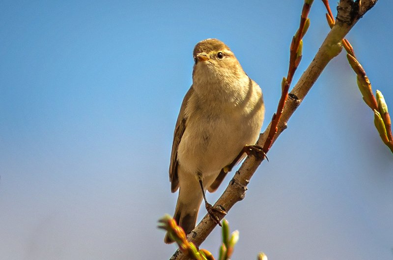 птицы,сеевер,пеночка-весничка, ,коми,печора,анималистика,birds,seever,,komi,pechora,animalism, Пеночка-весничкаphoto preview