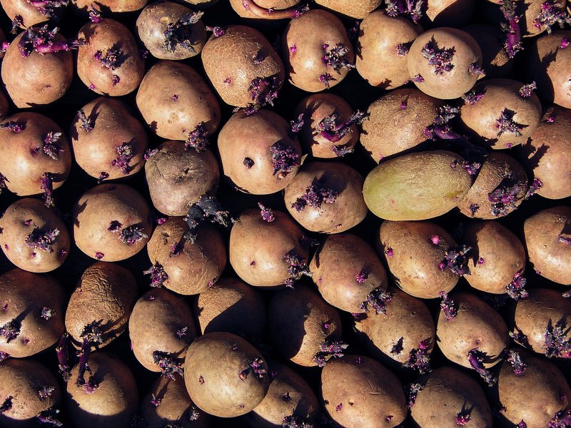 Росткиphoto preview