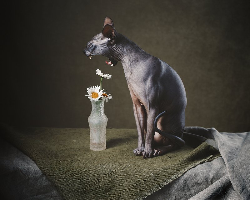 животные, натюрморт, драпировка,  Сонный Сфинкс и ромашки photo preview