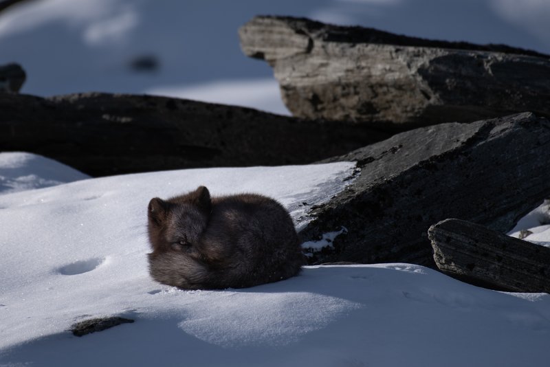 animals, arctic fox, Norway,  Black Arctic Foxphoto preview
