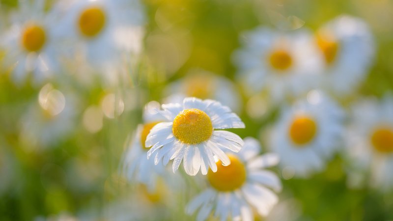 Разбуди меня майским утромphoto preview