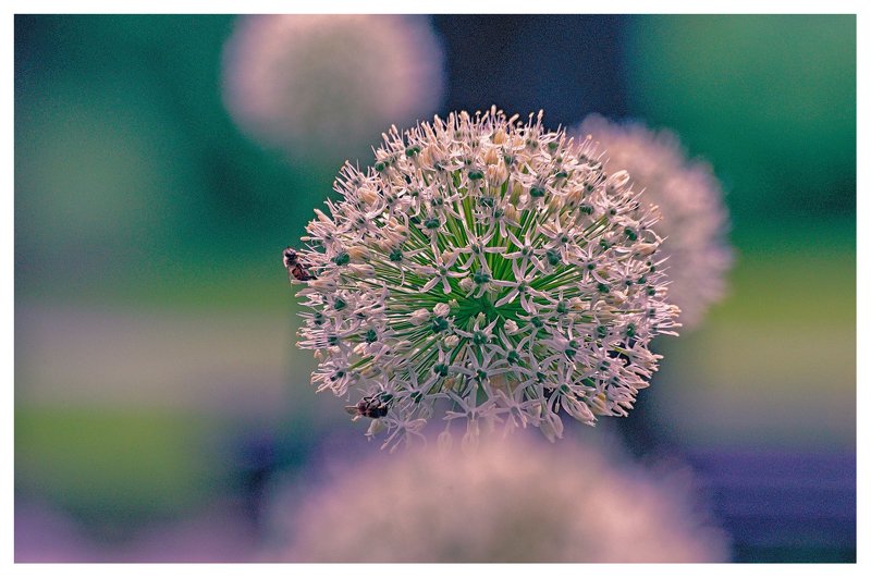 Macro ***photo preview