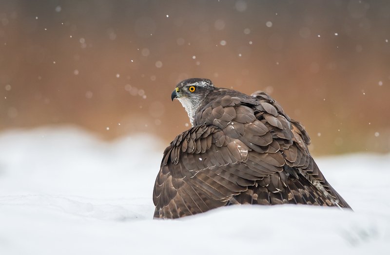 birds, bird, animal, animals, wildlife, nature, winter, snow, northern, goshawk, Goshawkphoto preview