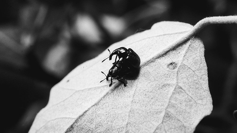 Насекомый мирphoto preview