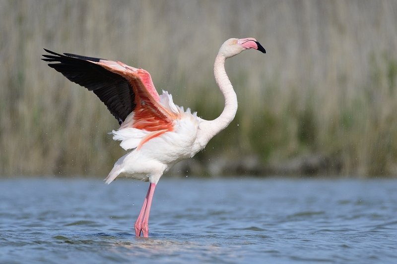 птицы birds Phoenicopterus roseusphoto preview