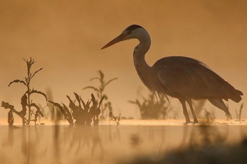 Good morning! фото превью