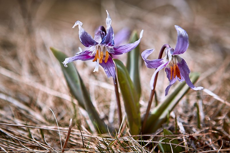 алтай, ледник актру, актру, алтайский край, долина, весна,осень, лиственницы, ледник,ледники Лютики Алтаяphoto preview