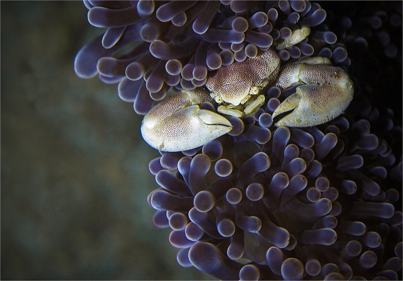 крабий дозор фото превью