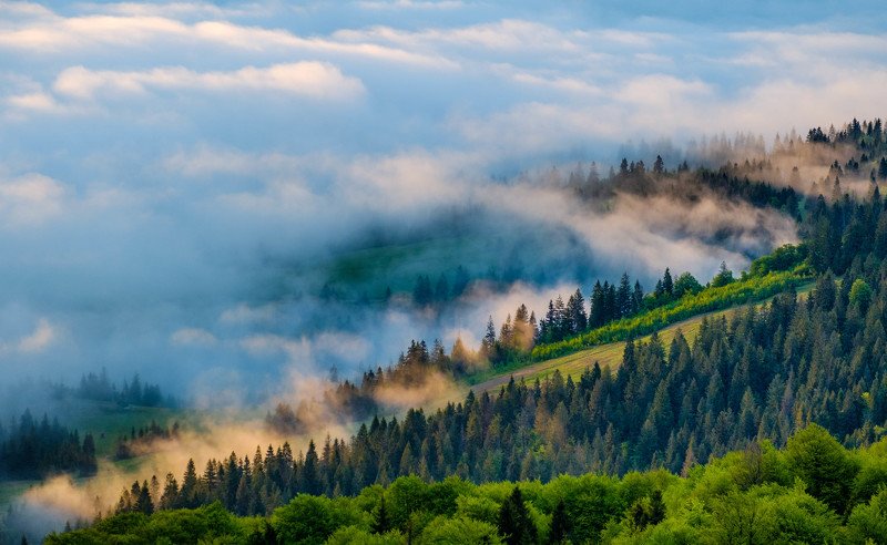 Лесные туманыphoto preview