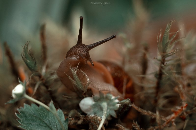 улитка макро улитки микромир макромир гелиос snail snails animal macro macroworld miniworld Один день из жизни Улиточекphoto preview