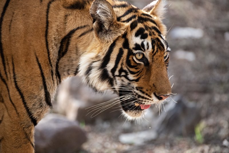 Тигриные портретыphoto preview