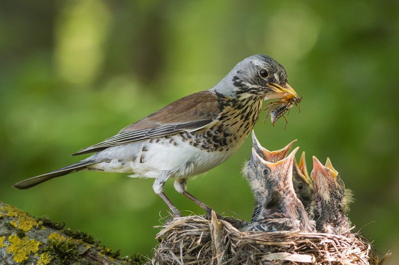 Рассказ про дрозда.photo preview