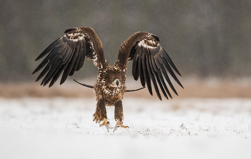eagle, birds, bird, animals, animal, wildlife, nature, snow, winter, white, tailed, Eaglephoto preview
