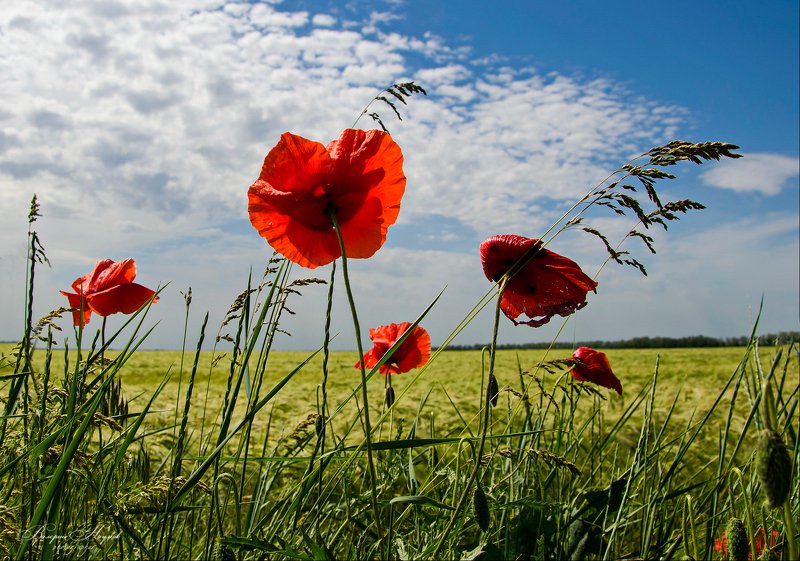 лето, июнь, маки, поле Июнь, разнотравье, макиphoto preview