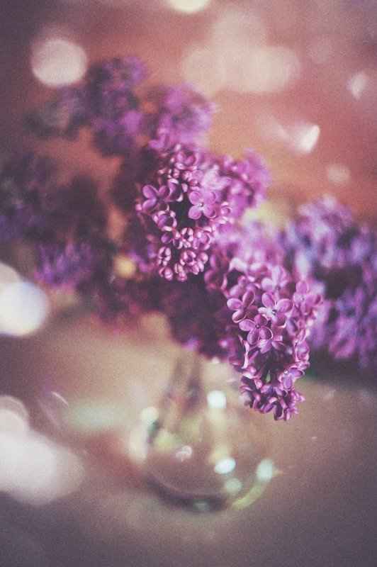 сиреньphoto preview