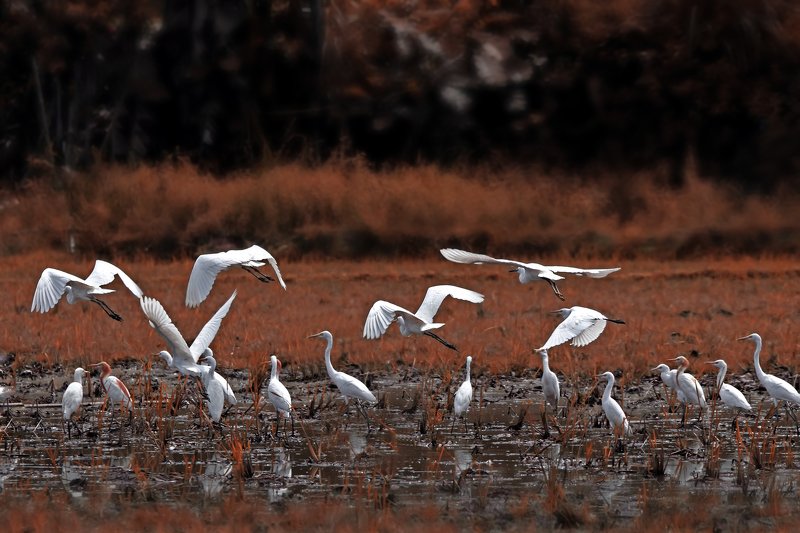 #autum #wildlife #animal #birdingforography A group of white egretsphoto preview