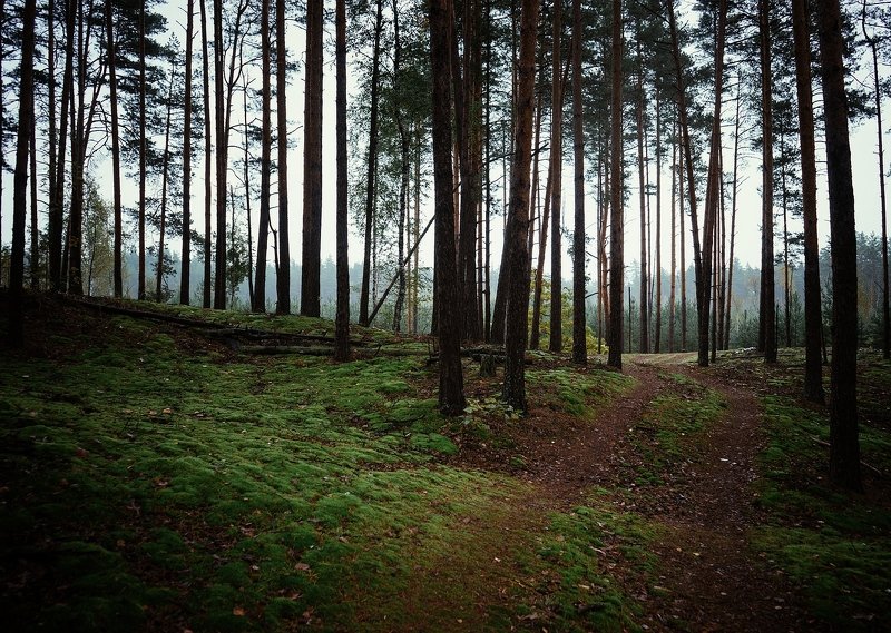 Дождливое утроphoto preview