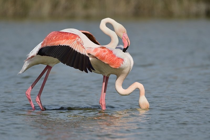 птицы birds Phoenicopterus roseusphoto preview