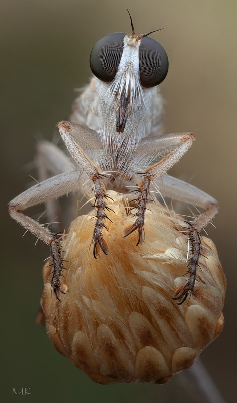 ктырь,  asilidae, robber fly Белый братphoto preview