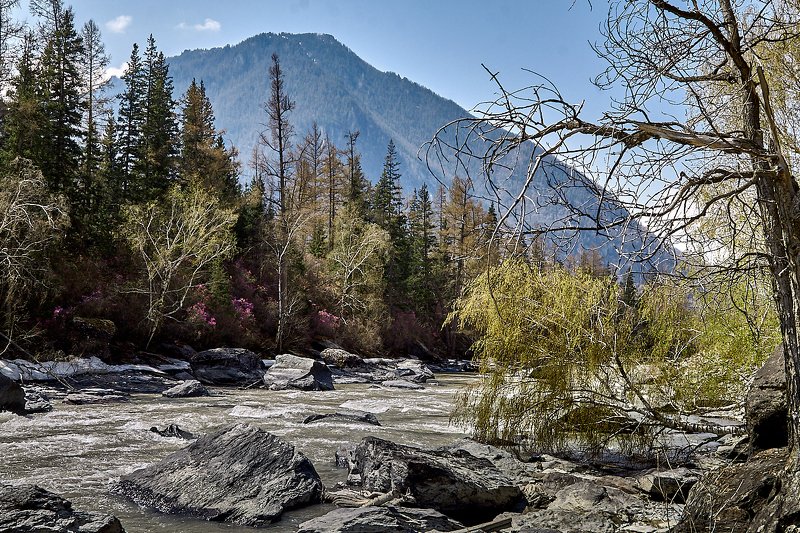 алтай, ледник актру, актру, алтайский край, долина, весна,осень, лиственницы, ледник,ледники, катунь Катуньphoto preview