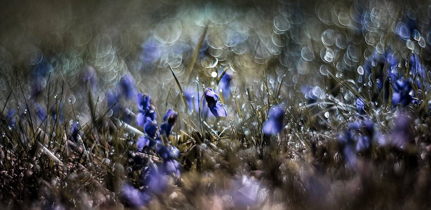 природа, макро, весна, цветы, фиалки, роса, боке, Неля Рачкова