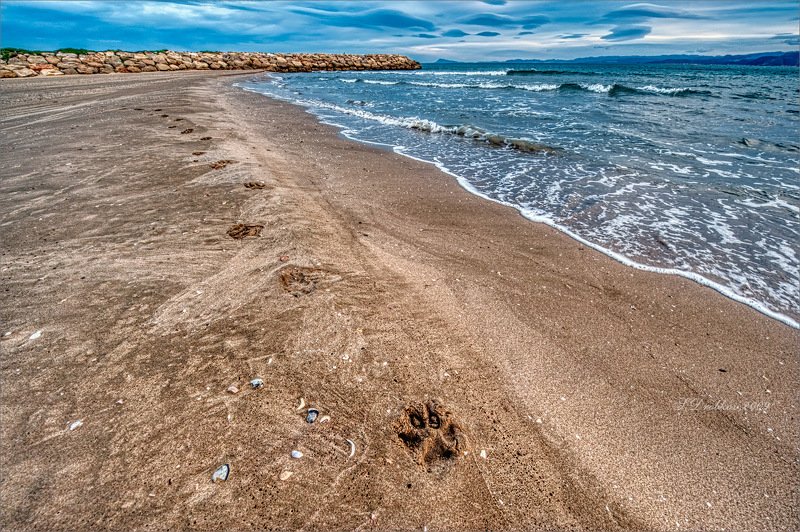 море, пейзаж, волны, вода, небо, облака, пляж Прогулка чёрного псаphoto preview