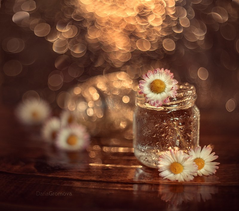 море, боке, натюрморт, дарья громова, фотография, фото, фотоарт, фотограф, маргаритки, цветы, свет Маргариткиphoto preview