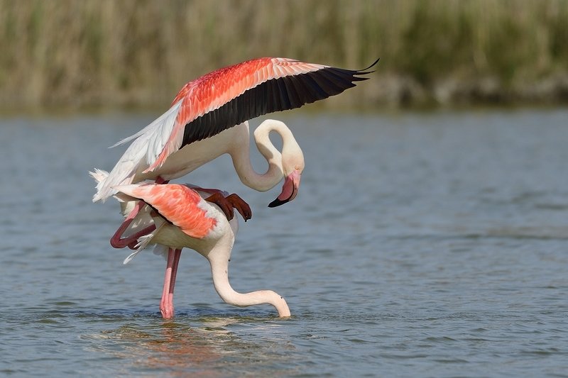 птицы birds Phoenicopterus roseusphoto preview