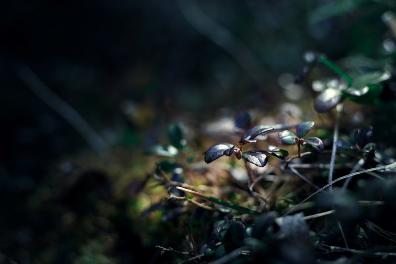 макро, природа, листья В лесуphoto preview